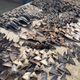 Hundreds of shark fins seized by the police in Manta, Ecuador in 2015. (Fiscalia General del Ecuador via AP)
